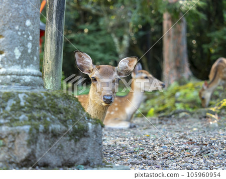 Deer in Nara Park resting beside a stone lantern 105960954