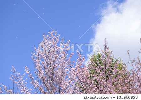 藍天和櫻花（視頻同步拍攝） 105960958