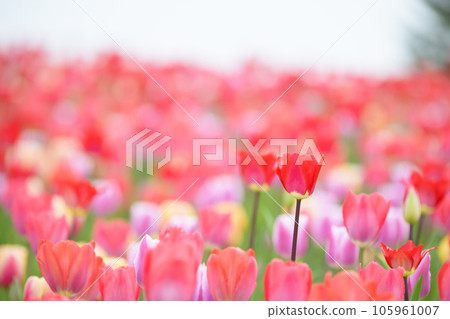 鬱金香盛開 鬱金香盛開 105961007