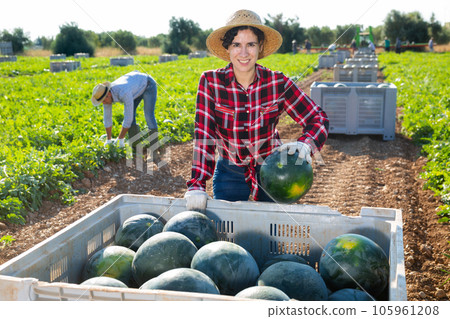 Woman gathering ripe watermelons on plantation 105961208