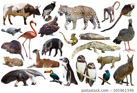 Fauna of South America set 105961346