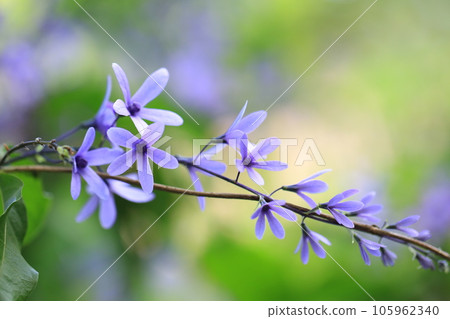 Purple small flowe, purple wreath, blooming in spring Purple small flowe, purple wreath, blooming in spring 105962340