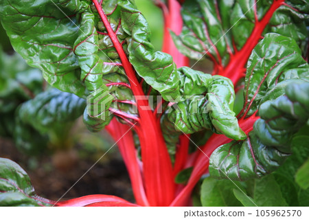 Rhubarb leaf in macro on the farm 105962570