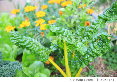 Rhubarb leaf in macro on the farm 105962574