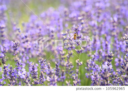 盛開的薰衣草（+蜜蜂） 105962965
