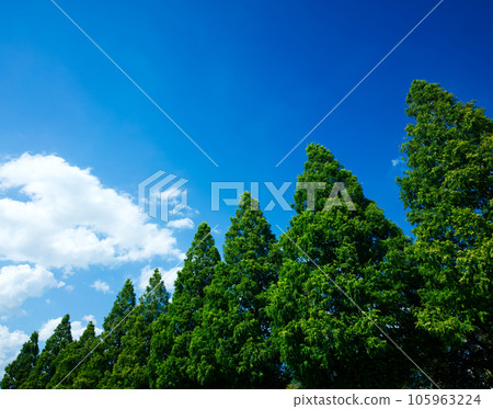 一排排的樹木和藍天 105963224