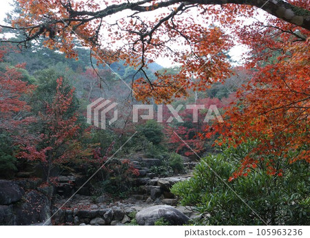 宮島谷岸邊色彩繽紛的秋葉 105963236
