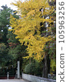 Large ginkgo tree and approach to the shrine 105963256