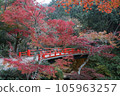 Miyajima bridge in Aki and beautiful autumn leaves 105963257