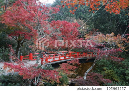 Miyajima bridge in Aki and beautiful autumn leaves Miyajima bridge in Aki and beautiful autumn leaves 105963257