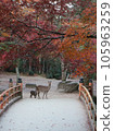 Miyajima bridge in Aki, autumn leaves and deer parent and child 105963259