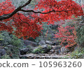 Beautiful autumn leaves of Miyajima in Aki 105963260
