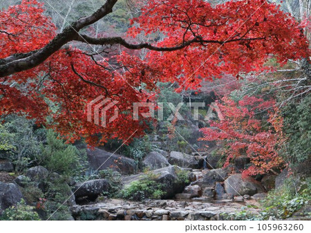 Beautiful autumn leaves of Miyajima in Aki 105963260