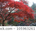 Beautiful autumn leaves of Miyajima in Aki 105963261