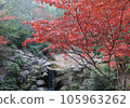 Beautiful autumn leaves of Miyajima in Aki 105963262