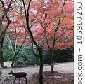 Deer walking in autumn leaves 105963263
