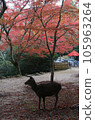 Deer and autumn leaves 105963264