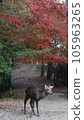 Deer at the time of autumn leaves 105963265