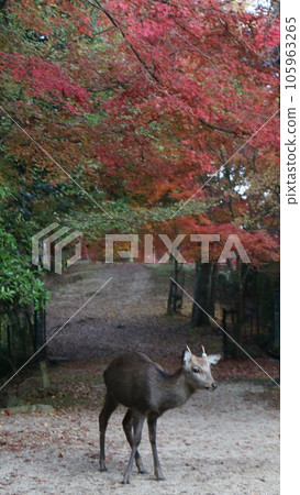 Deer at the time of autumn leaves 105963265