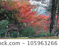 Deer relaxing with the autumn leaves of Miyajima in the background 105963266