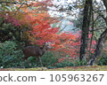 Deer walking in the autumn leaves of Miyajima 105963267