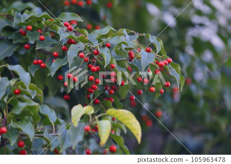 Red Soyogo Fruit 105963478