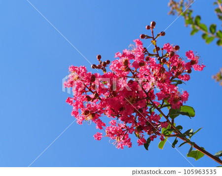 Flower of crape mybs 105963535