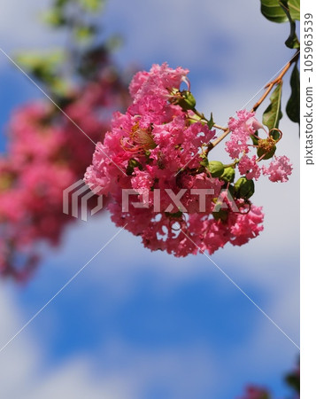 Flower of crape mybs 105963539
