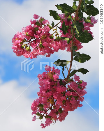 Flower of crape mybs 105963540