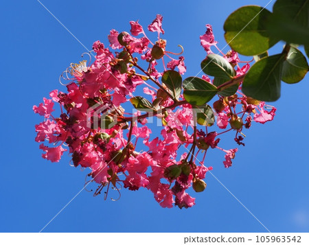 Flower of crape mybs 105963542
