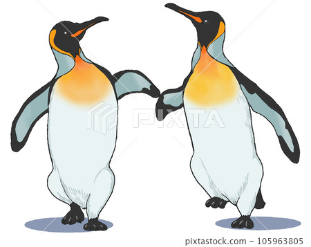 King penguin 105963805