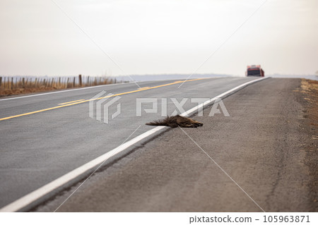 Giant anteater run over 105963871