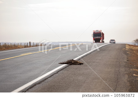 Giant anteater run over 105963872