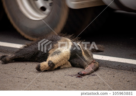 Giant anteater run over Giant anteater run over 105963881