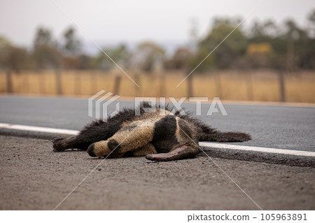 Giant anteater run over 105963891