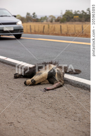Giant anteater run over Giant anteater run over 105963893