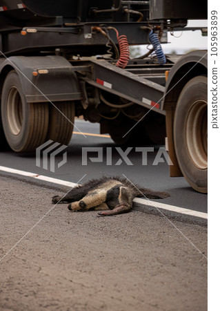 Giant anteater run over 105963899
