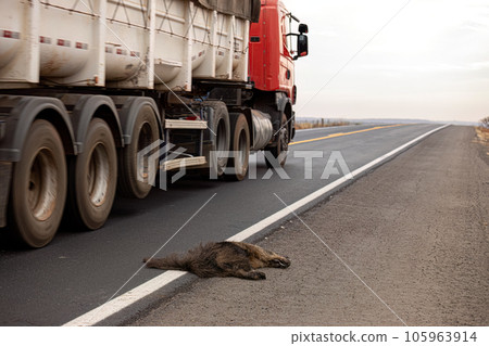 Giant anteater run over 105963914
