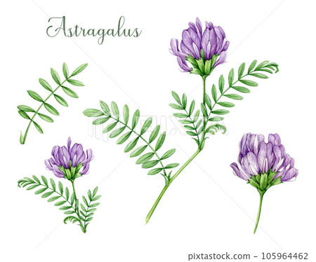 Astragalus herb watercolor illustration set. Hand drawn medicinal plant botanical illustration collection. Astragalus plant with flower and leaves element. Isolated on white background Astragalus herb watercolor illustration set. Hand drawn medicinal plant botanical illustration collection. Astragalus plant with flower and leaves element. Isolated on white background 105964462