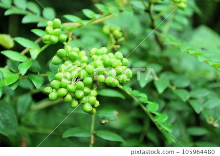 Inu-sansho fruit 105964480