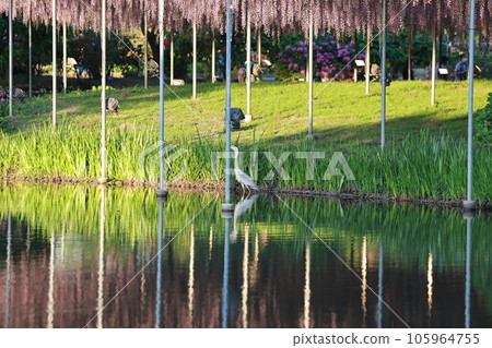 the lake reflection of ashikaga flower park the lake reflection of ashikaga flower park 105964755