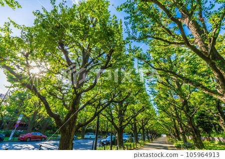 Tokyo cityscape in Japan ginkgo trees in Jingu Gaien. Redevelopment of Jingu Gaien shakes…=August 10 105964913