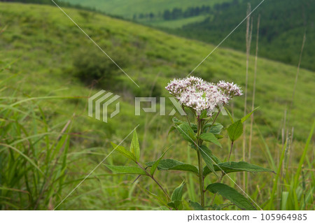 Eupatorium with two leaves alternately / Kirigamine, Nagano Prefecture Eupatorium with two leaves alternately / Kirigamine, Nagano Prefecture 105964985