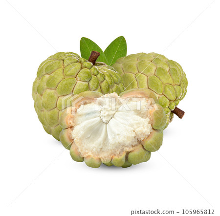 Custard apple with leaves isolated on white bcakground Custard apple with leaves isolated on white bcakground 105965812