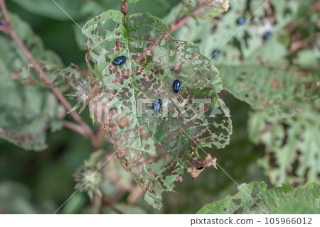 Blue shiny bug beetle eating leaves and traces of its violent activity in Sweden Dalsland 105966012
