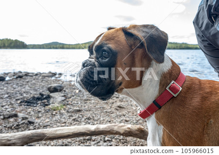 German Boxer Dog at Lake Ragnerudssjoen in Dalsland Sweden beautiful nature forest pinetree swedish German Boxer Dog at Lake Ragnerudssjoen in Dalsland Sweden beautiful nature forest pinetree swedish 105966015