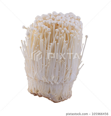 Fresh golden needle mushroom or enoki isolated on white background. 105966456