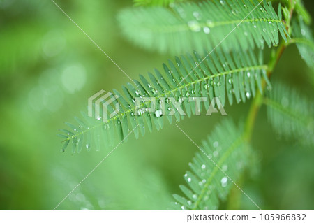 Kawaraketsumei 的羽狀複葉和水滴 105966832
