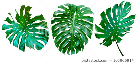 Green leaves pattern,collection leaf monstera isolated 105966914