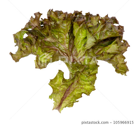 Red coral fresh lettuce leaves isolated 105966915